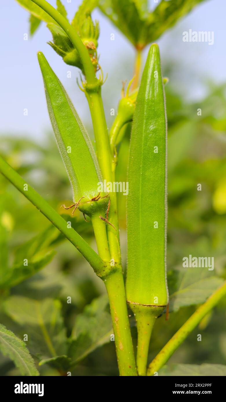 Ladies finger vegetable hires stock photography and images Alamy