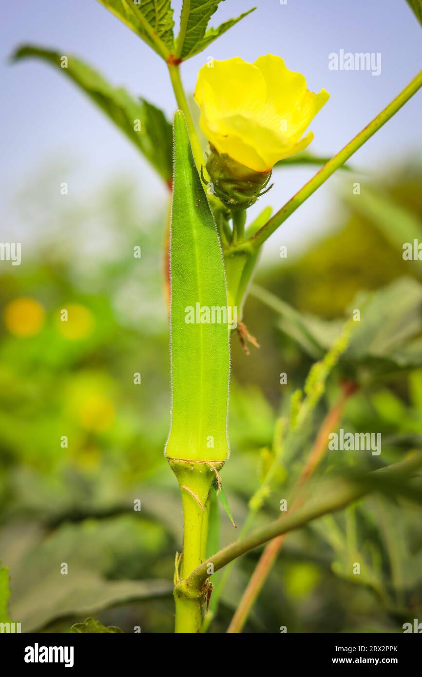 Lady finger plant hires stock photography and images Alamy