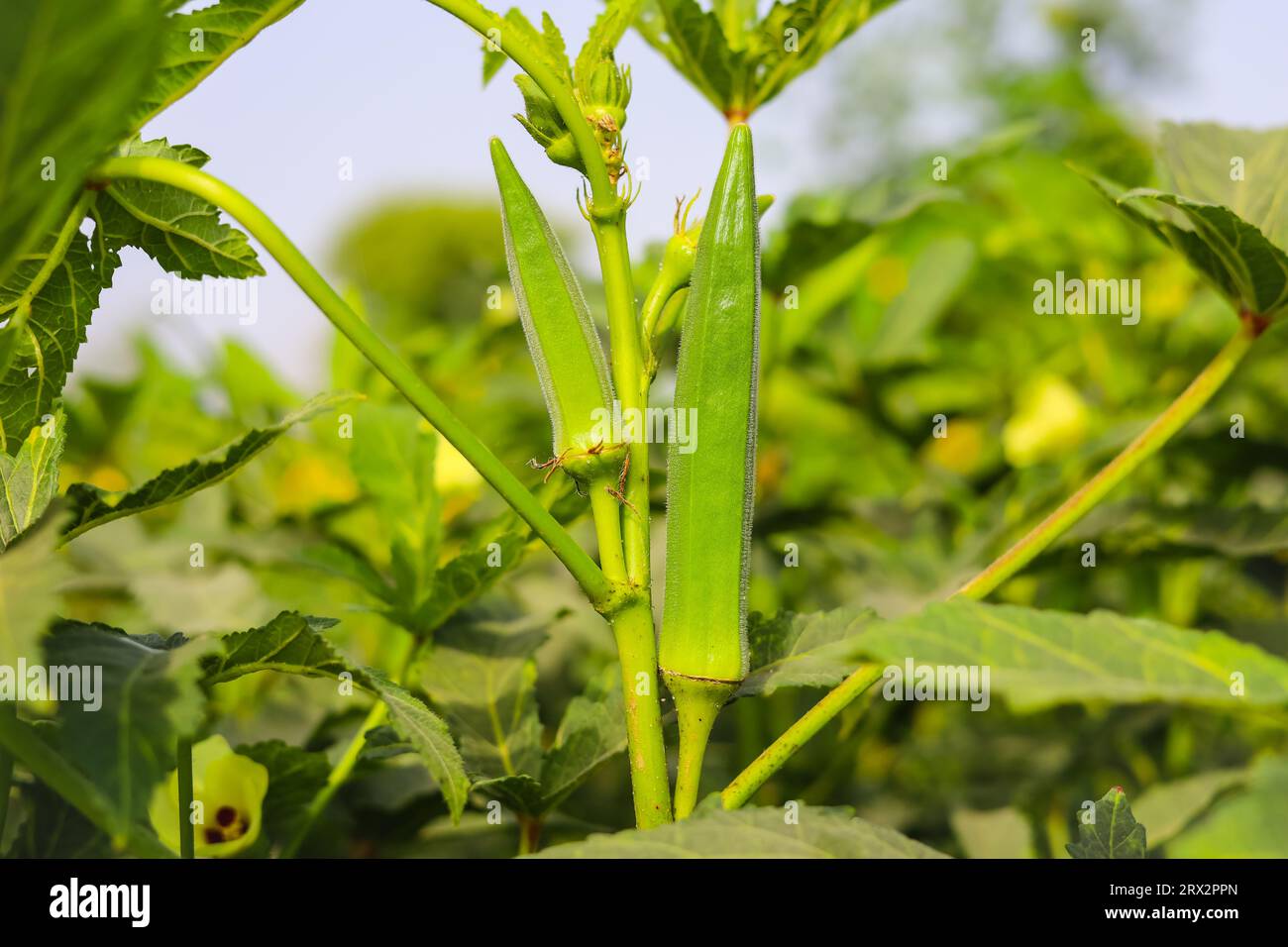 Close up of Okra.Lady fingers. Ladyfingers or okra vegetable on plant in farm. Plantation of natural okra. Fresh okra vegetable. Lady fingers field. Stock Photo