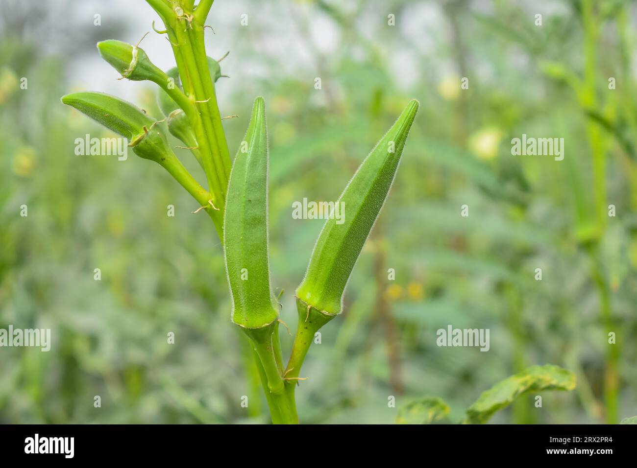Close up of Okra.Lady fingers. Ladyfingers or okra vegetable on plant in farm. Plantation of