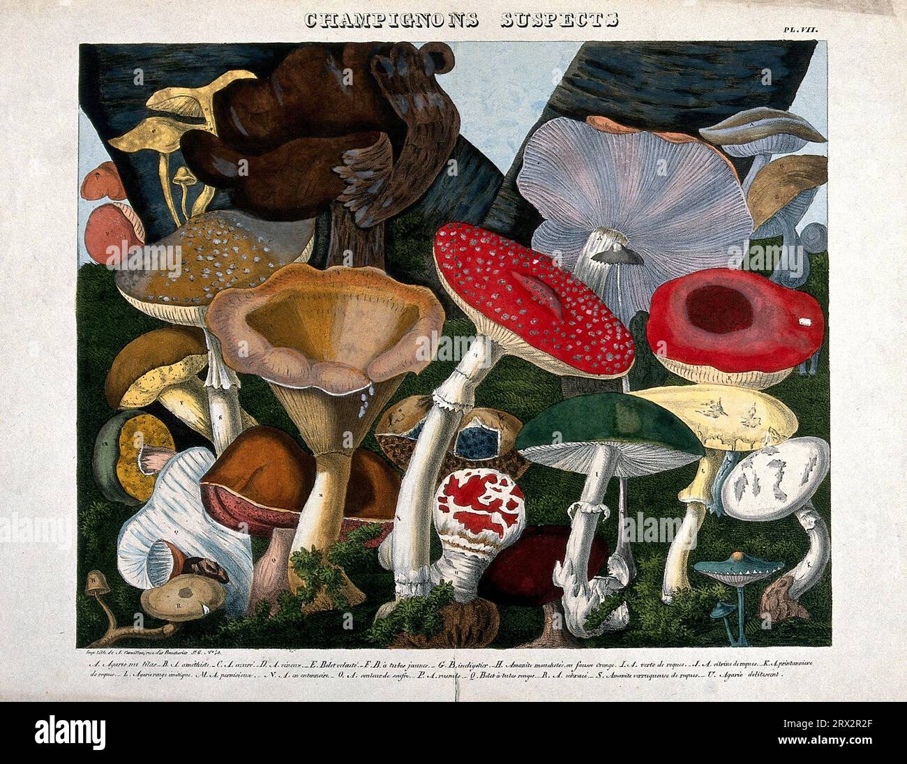 Fungi: twenty species, including the fly agaric (Amanita muscaria), death cap (Amanita phalloides) and Boletus and Agaricus species. Coloured lithograph with watercolour by A. Cornillon, c. 1827, after Prieur. Stock Photo