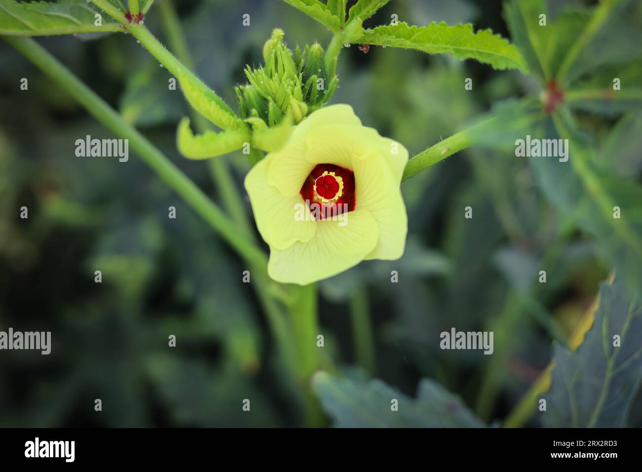 Close up of Okra flower.Beautiful yellow okra flower. Lady Fingers Flower. Yellow flower of Lady Fingers on Plant. Okra vegetable. With Selective Focu Stock Photo