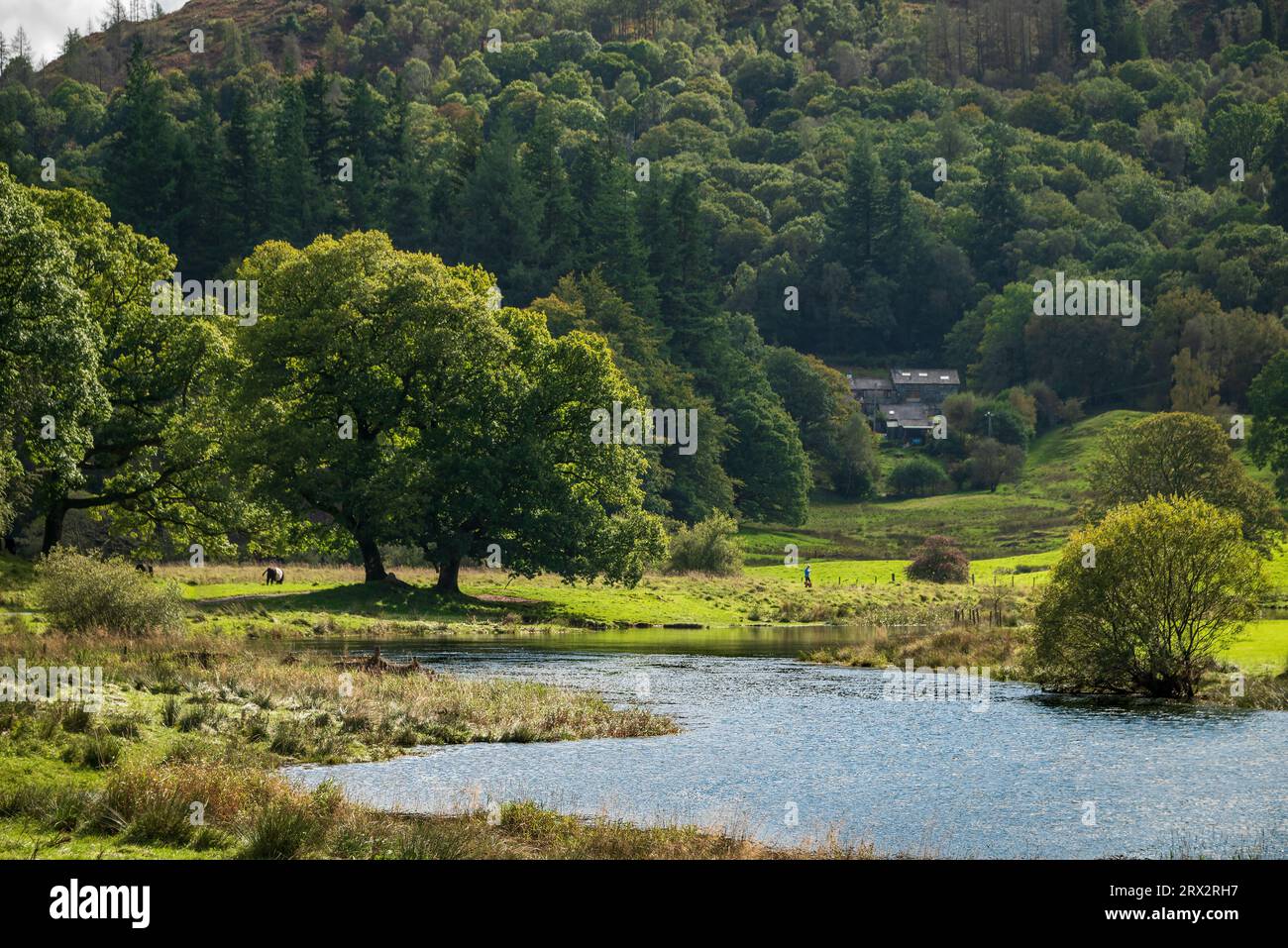Tranquill scene by the Elter Water in the Lake District National Park towrds Birk Rigg Park Coppice. Stock Photo