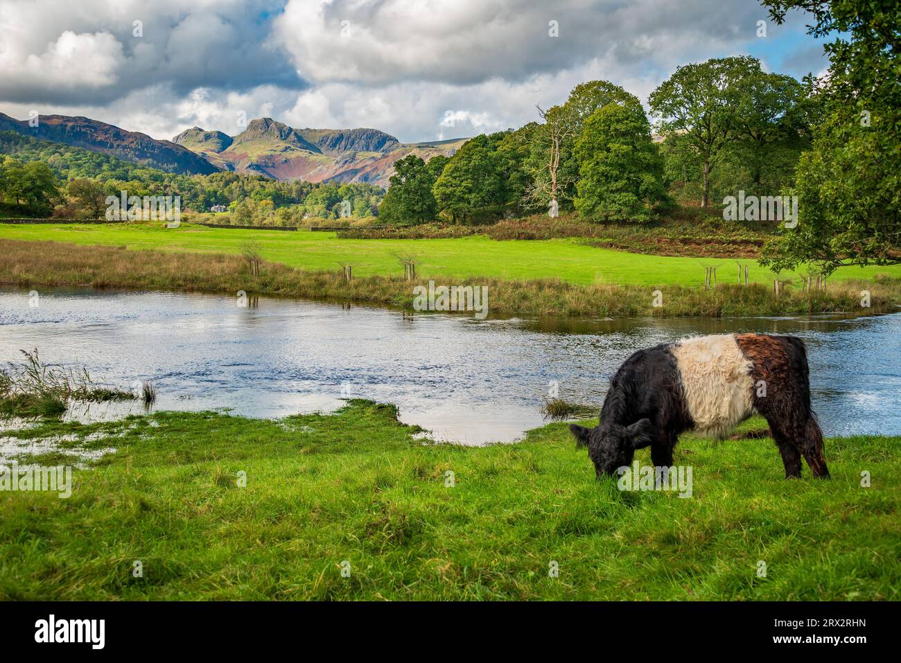 Tranquill scene by the Elter Water in the Lake District National Park towards the Langdale Pikes with a belted galloway cow gently grazing. Stock Photo