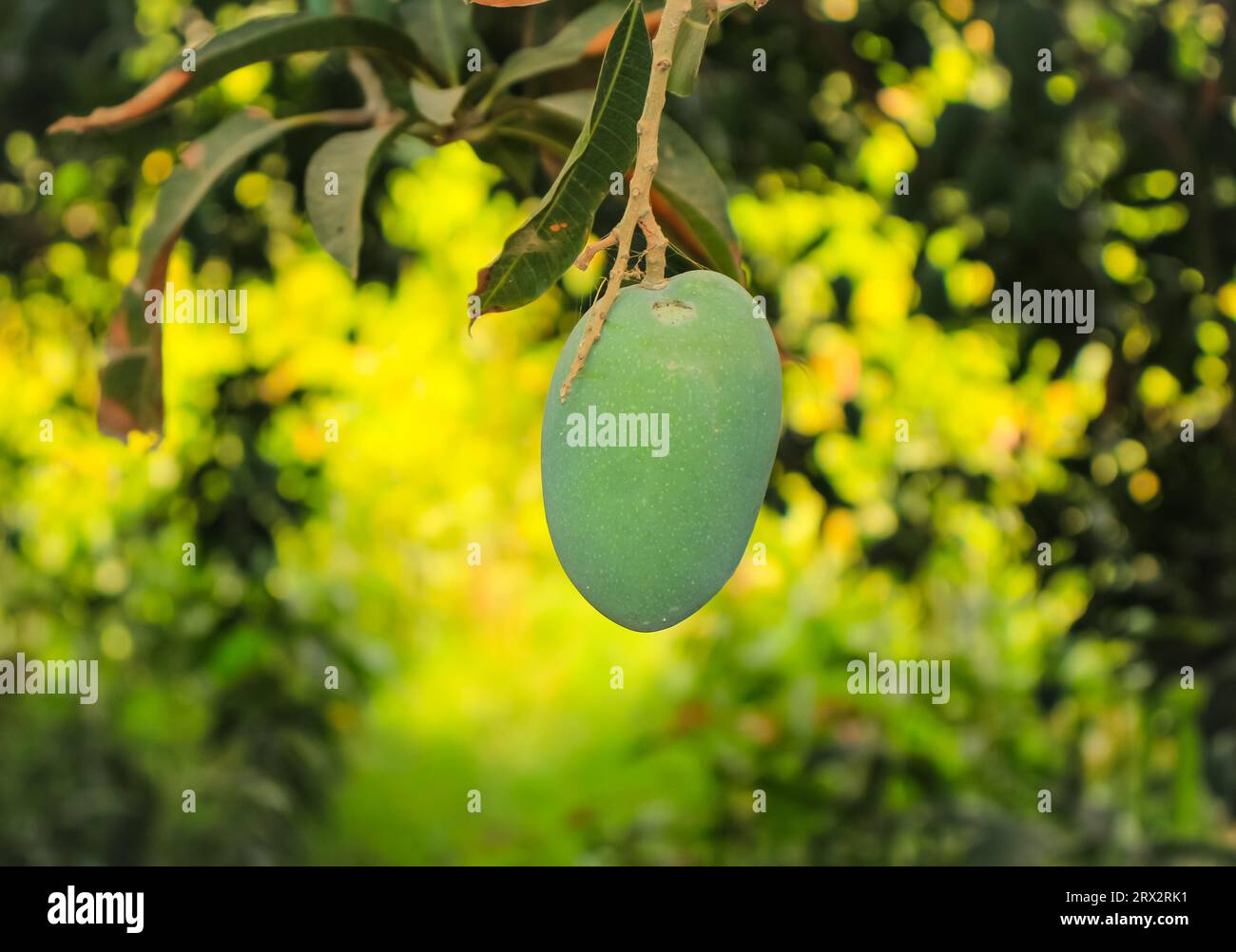 Keri fruit hi-res stock photography and images - Alamy