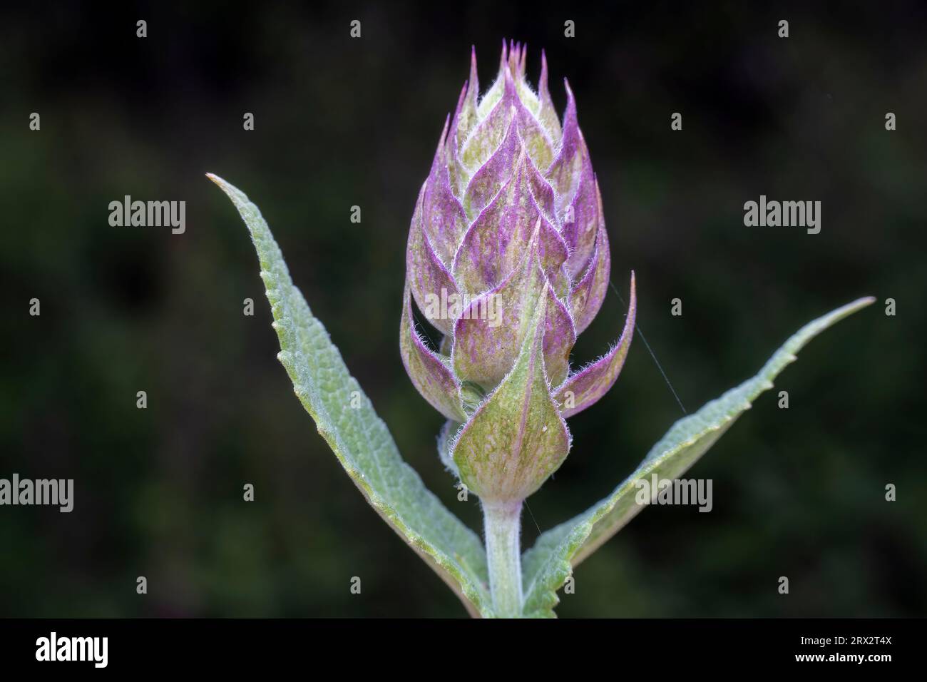 Salvia japonica purpurea flowers in the wild state Stock Photo