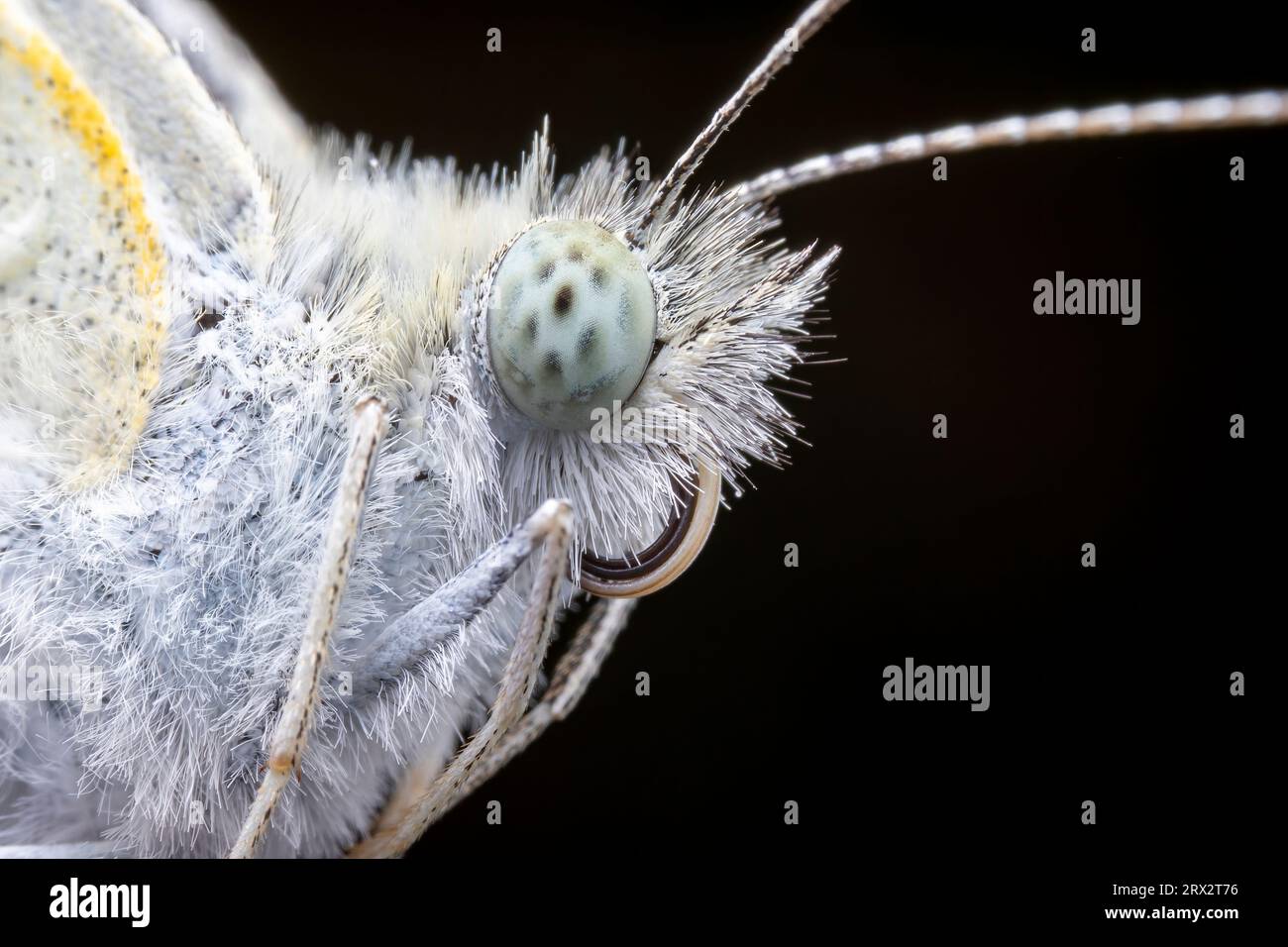 Pierid Pierid butterflies hi-res stock photography and images - Alamy