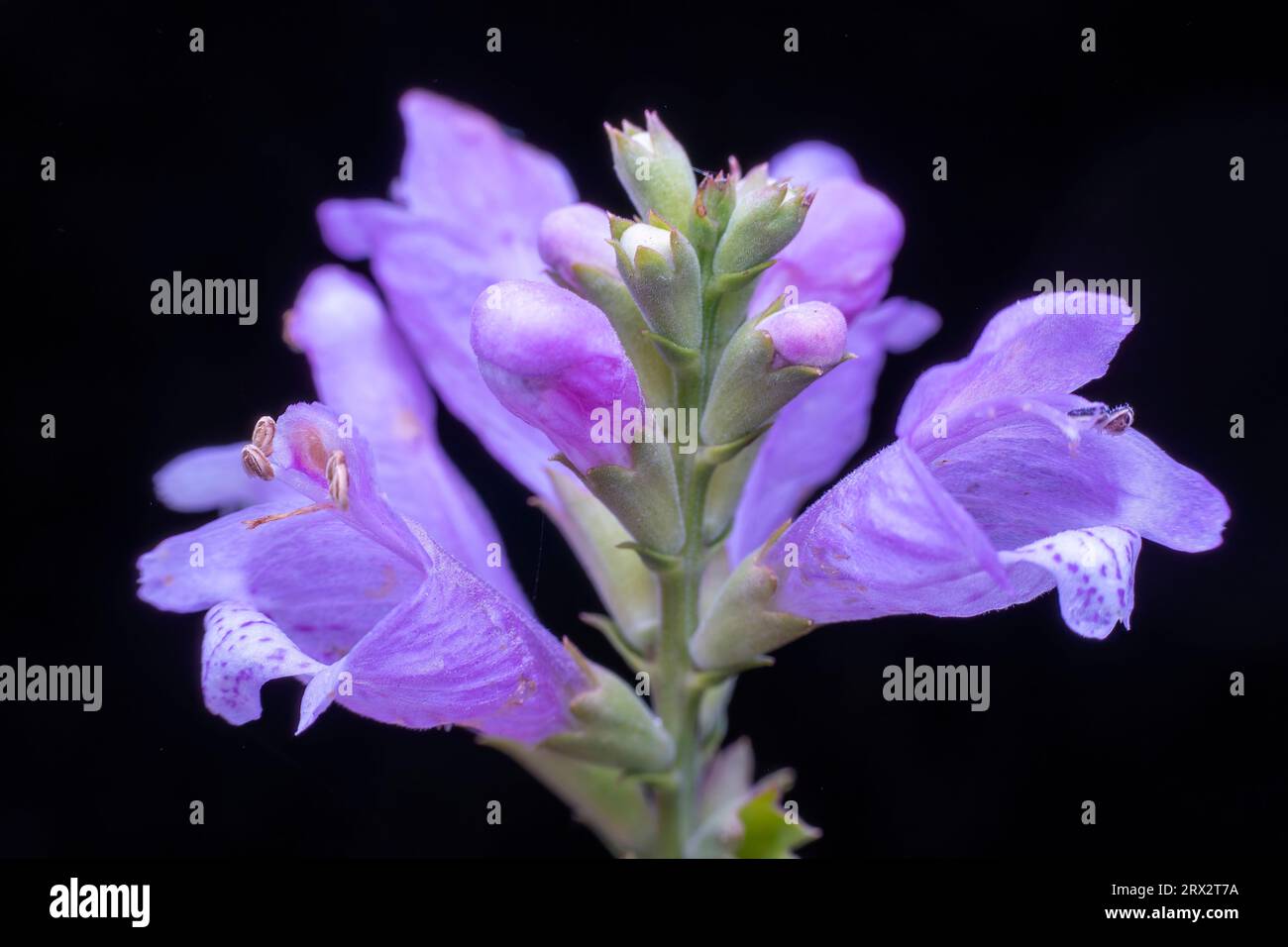Salvia japonica purpurea flowers in the wild state Stock Photo