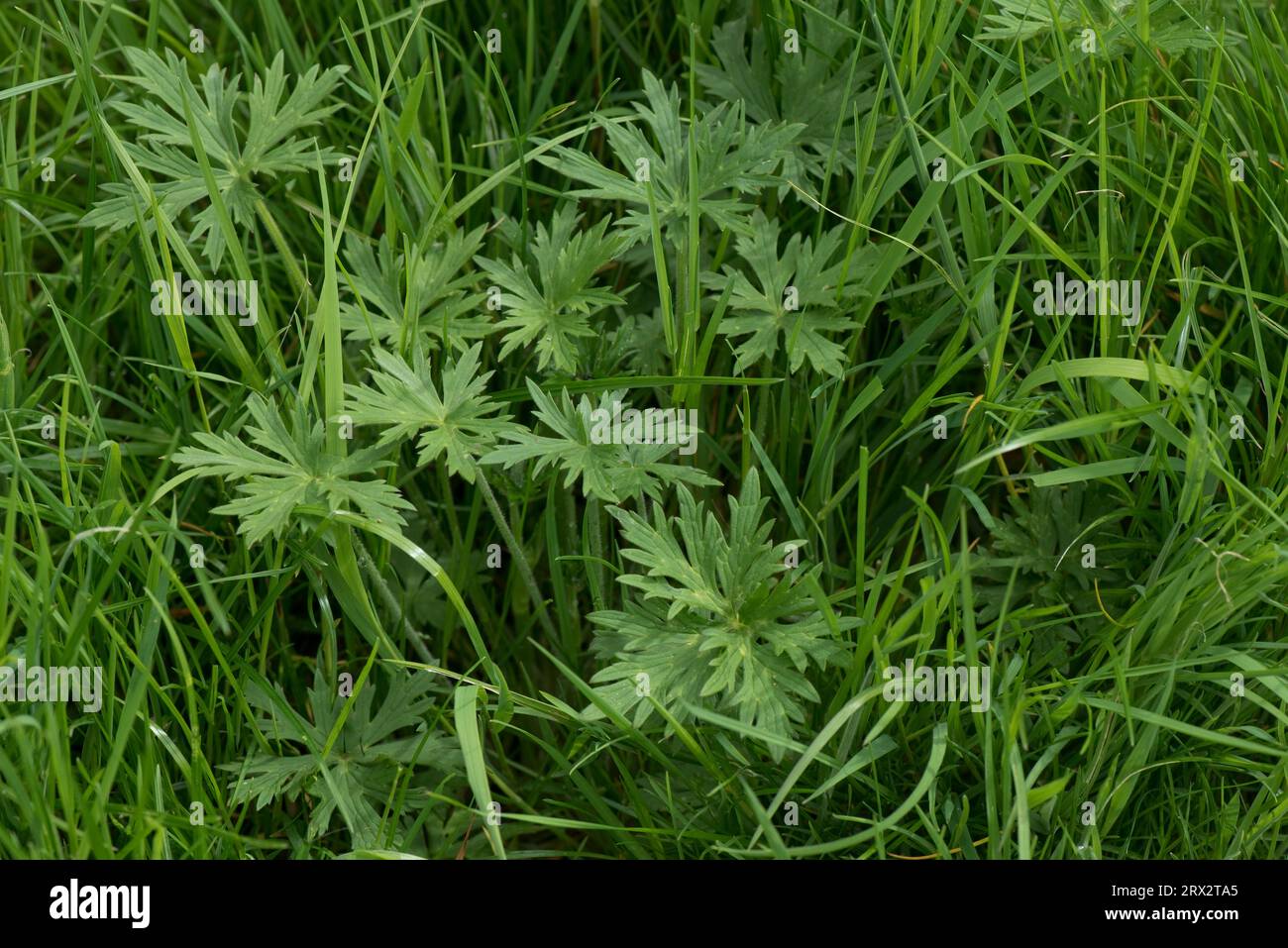 Meadow, common or tall buttercup (Ranunculus acris) leaves of plant in old pasture grass before flowering, Berkshire, May Stock Photo