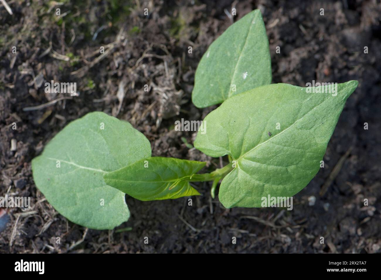 young black bindweed or wild buckwheat (Fallopia convolvulus) plant with arrow-shaped early true leaves growing as a weed in a garden flower bed, Berk Stock Photo