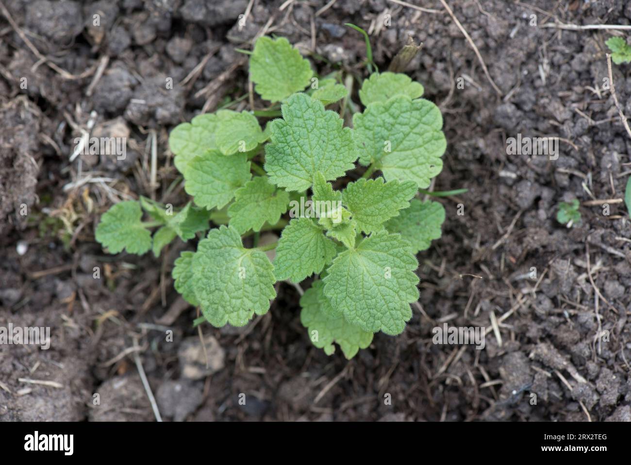 red dead-nettle (Lamium purpureum) young annual herbaceous weed plant with rounded triangular leaves in a garden flower bed, Berkshire, June Stock Photo