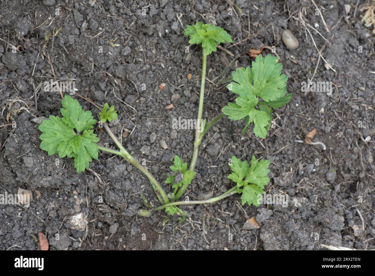 Creeping buttercup (Ranunculus repens) young prostrate perennial weed plant with stoloniferous running stems in a garden flower bed, June Stock Photo