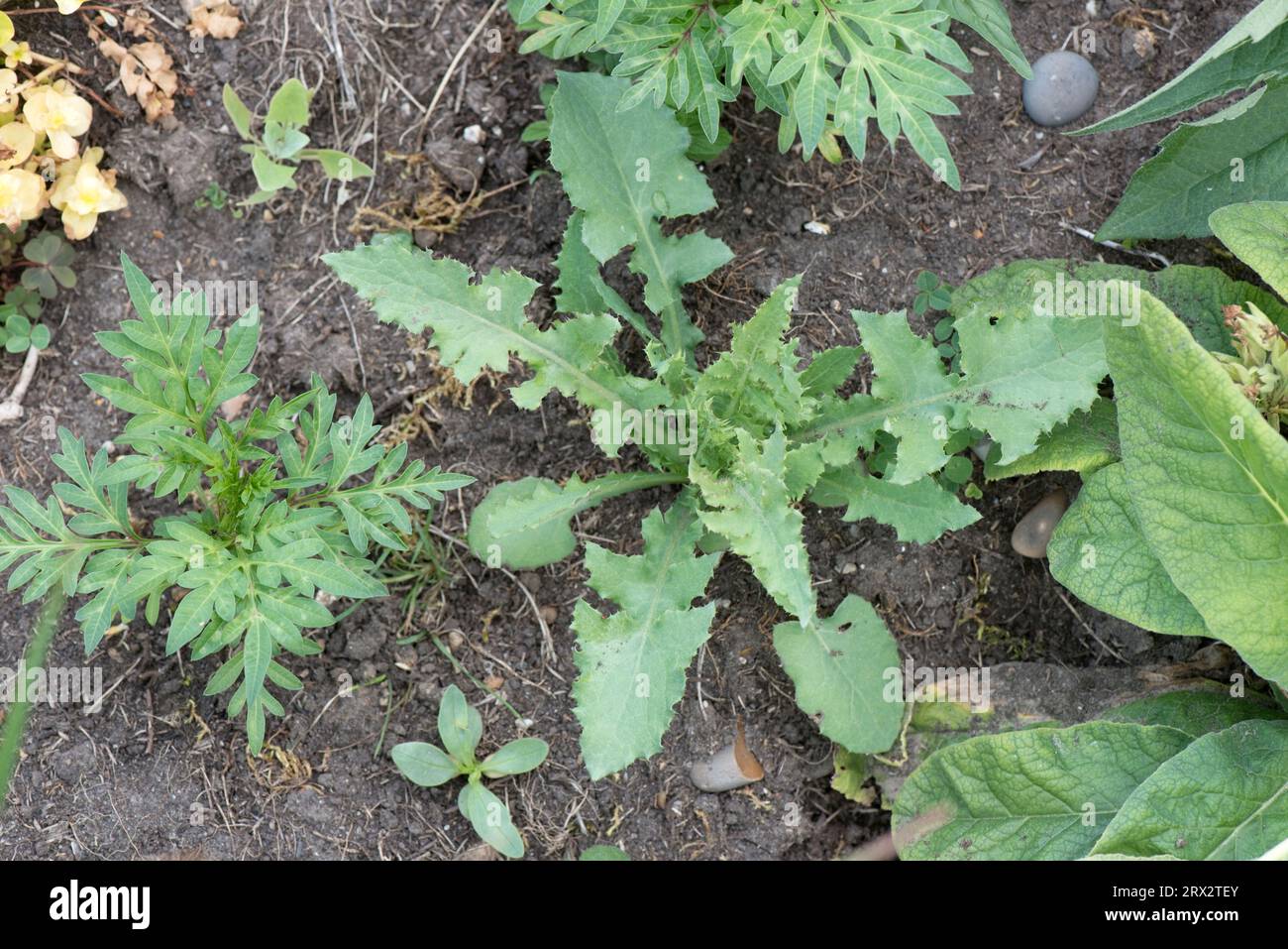 Common sowthistle or sow thistle (Sonchus oleraceus) rosette of young leaves of herbaceous annual weed in a garden flower bed, Berkshire, UK Stock Photo