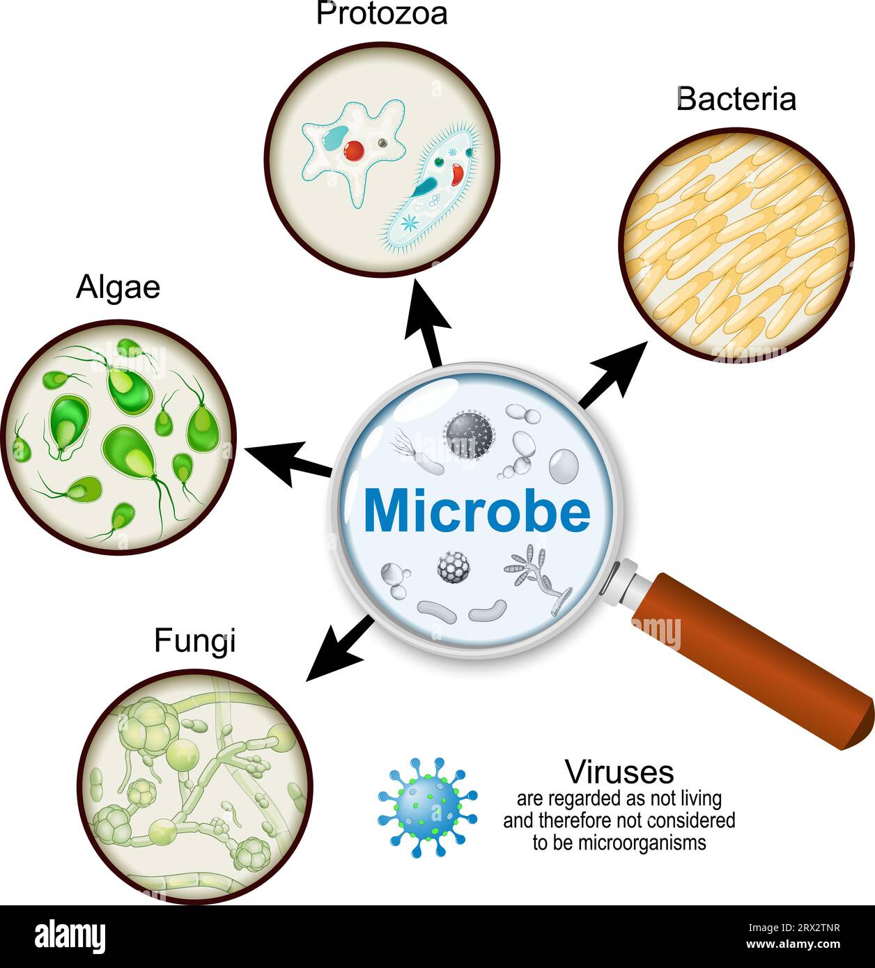 pathogens through a magnifying glass. Microorganisms. Microbe is an organism of microscopic size, single-celled form or as a colony of cells. Types Stock Vector