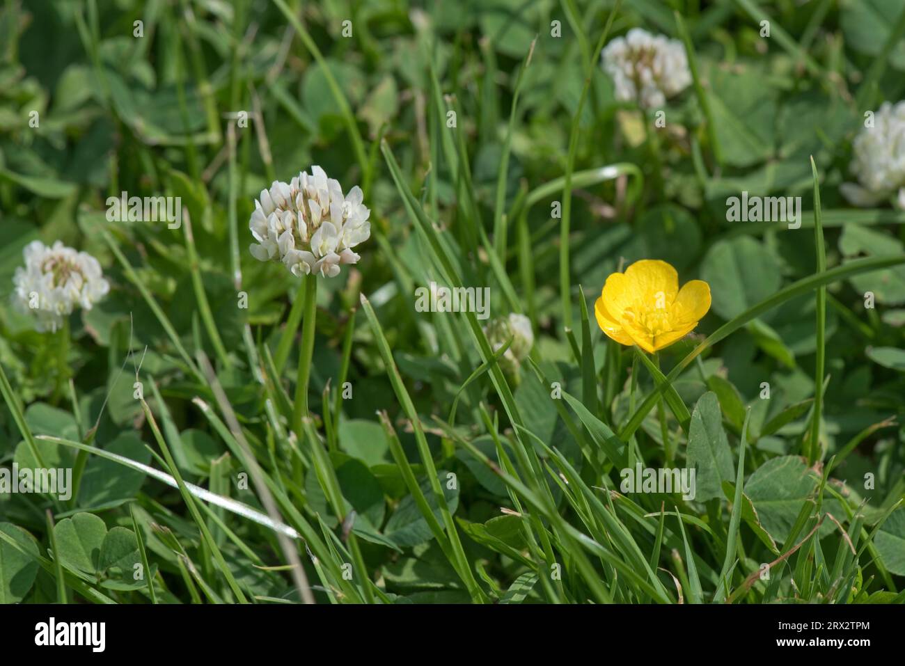 White clover(Trifolium repens) and creeping buttercup (Ranunculus repens) flowering in short crop grass lawn, Berkshire, June Stock Photo