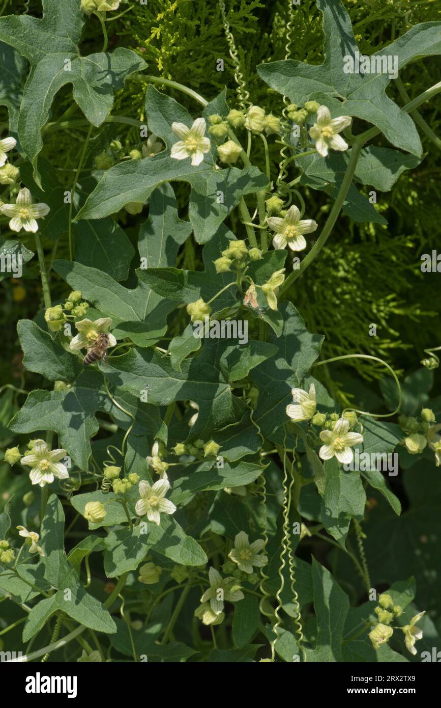 White bryony (Bryonia dioica) a perennial, plant weed with white flowering climbing vine supported on a garden conifer shrub, Berkshire, July Stock Photo
