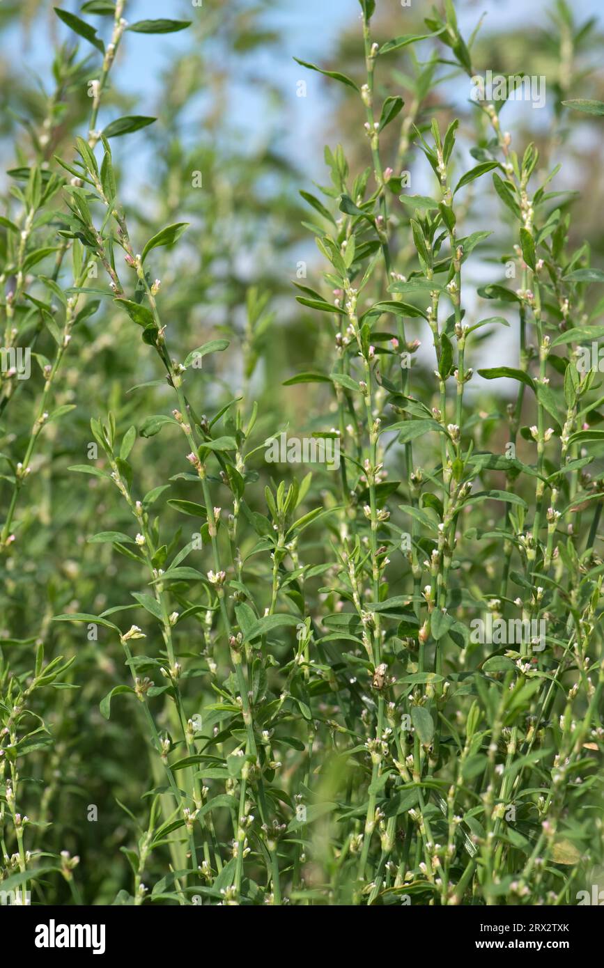 Common knotgrass (Polygonum aviculare) and herbaceous plant weed, semi-erect with small green, pink and white flowers, Berkshire, August Stock Photo