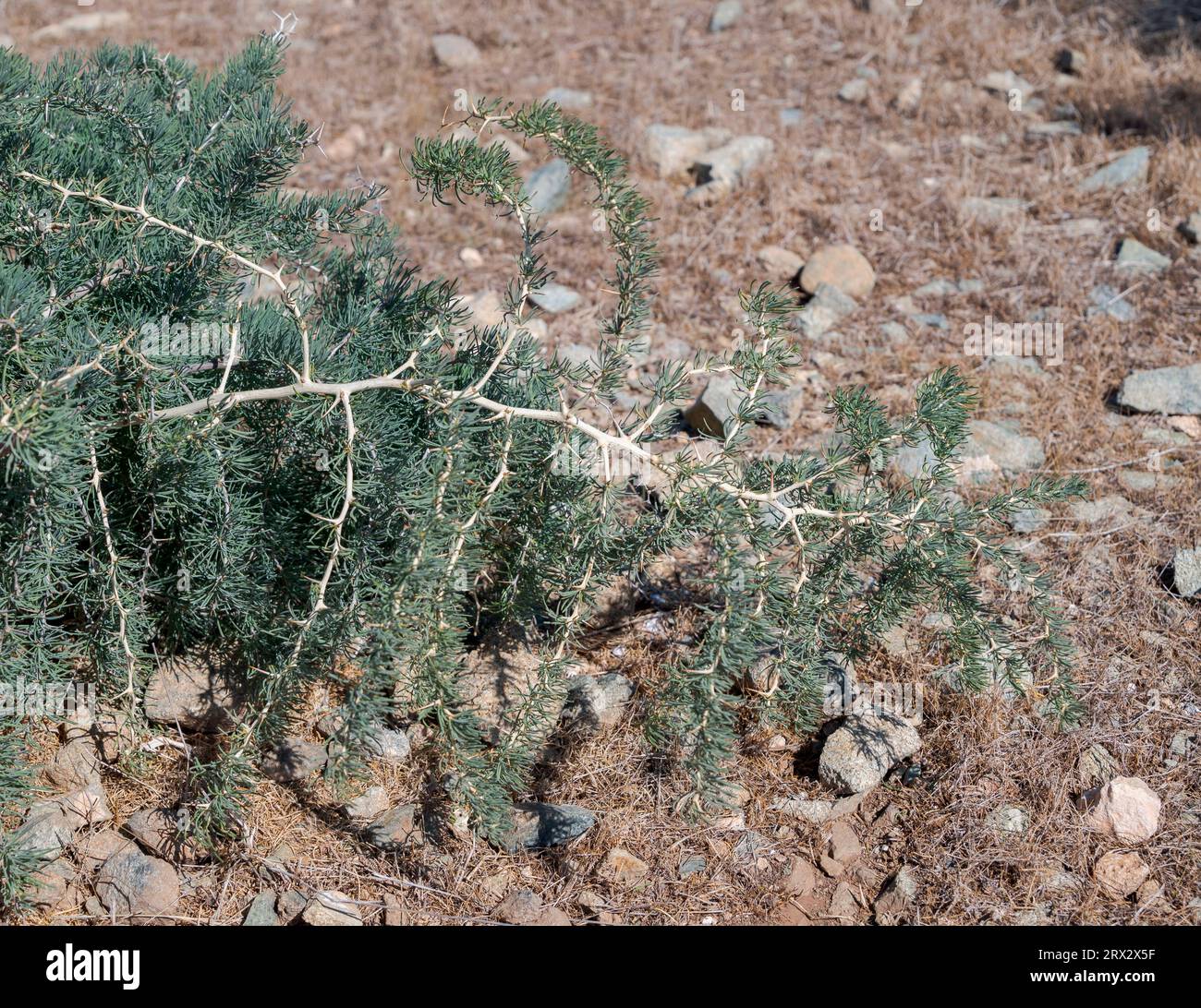 Asparagus albus. Photo taken in the Tabarca Island, province of Alicante, Spain Stock Photo