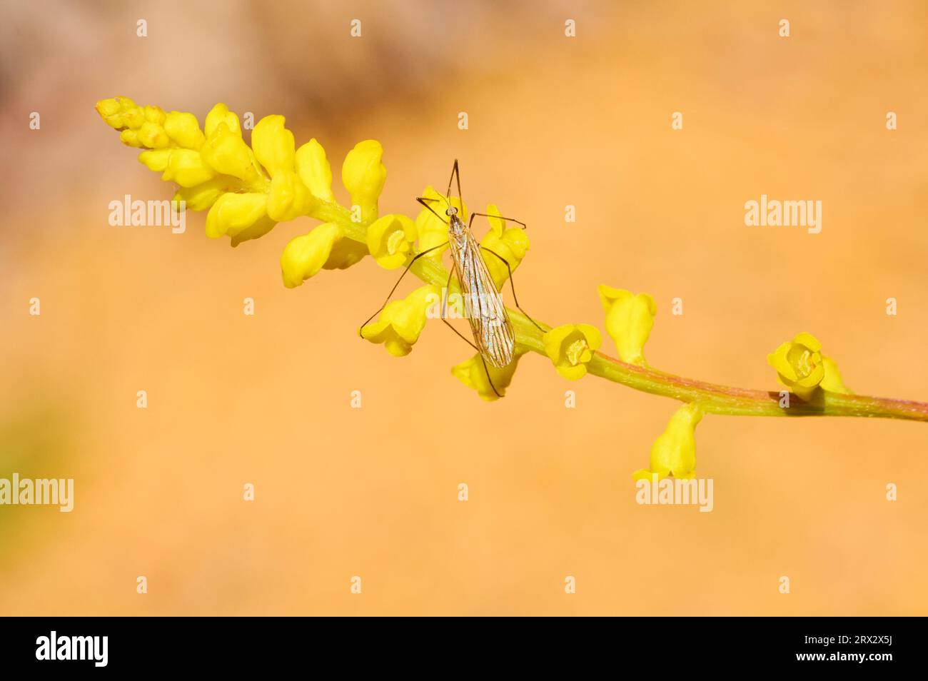 A Hangingfly, Bittacus species, on the yellow flower of Synaphea gracillima, a wildflower species native to the south-west region of Western Australia. Stock Photo