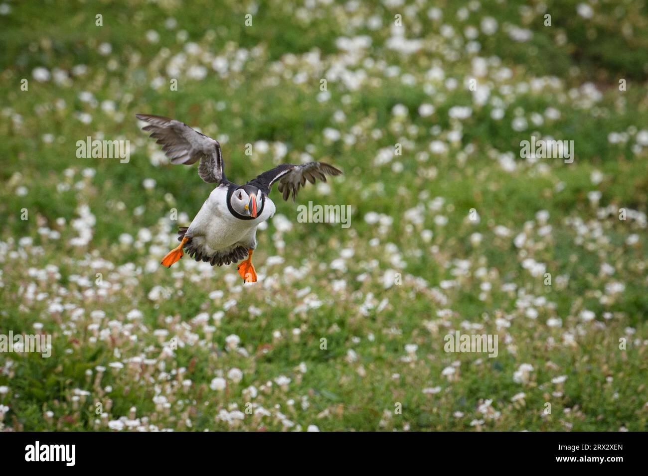 Atlantic Puffin coming in to land, United Kingdom, Europe Stock Photo
