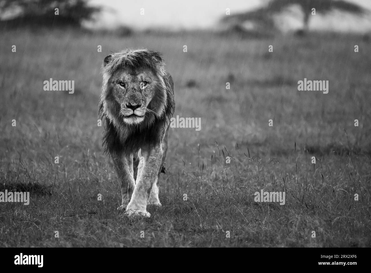 African lion (Panthera Leo), Maasai Mara, Mara North, Kenya, East Africa, Africa Stock Photo
