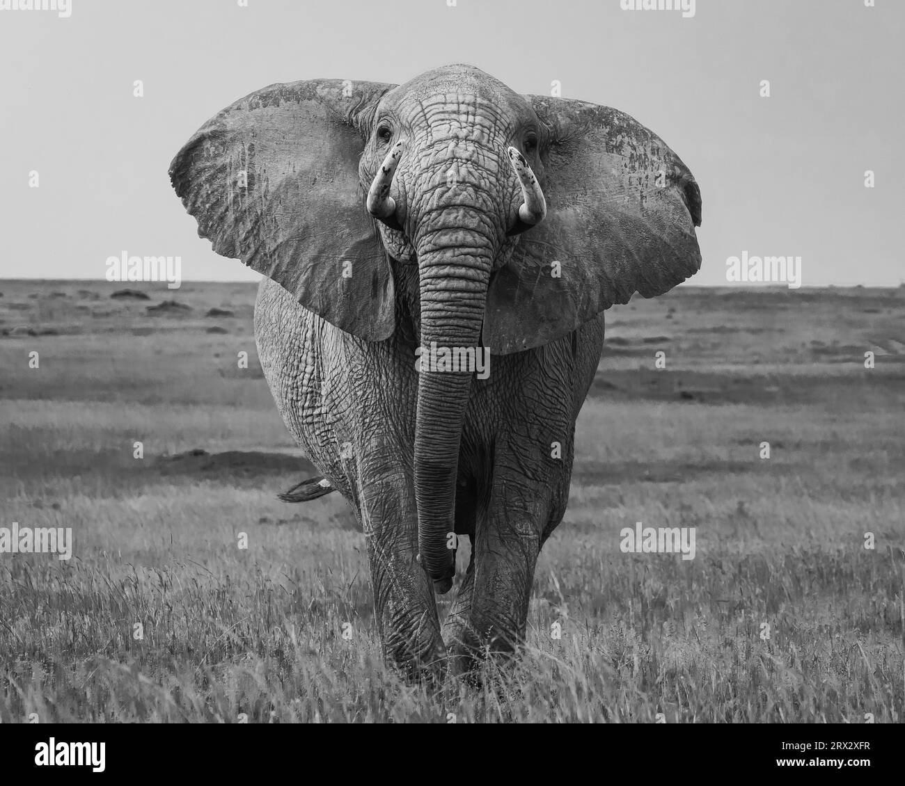 African Elephant (Loxodonta africana), Maasai Mara, Mara North, Kenya, East Africa, Africa Stock Photo