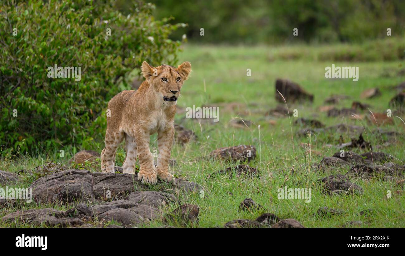 Maasai mara kenya panthera leo hi-res stock photography and images - Alamy