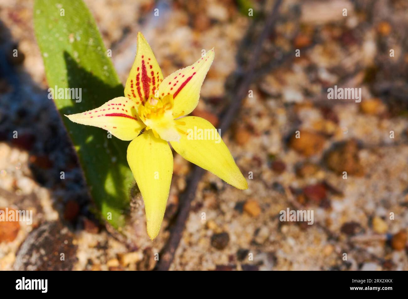 Cowslip Orchid, Caladenia flava, a wildflower species endemic to the south-west of Western Australia. It is yellow with red markings. Stock Photo