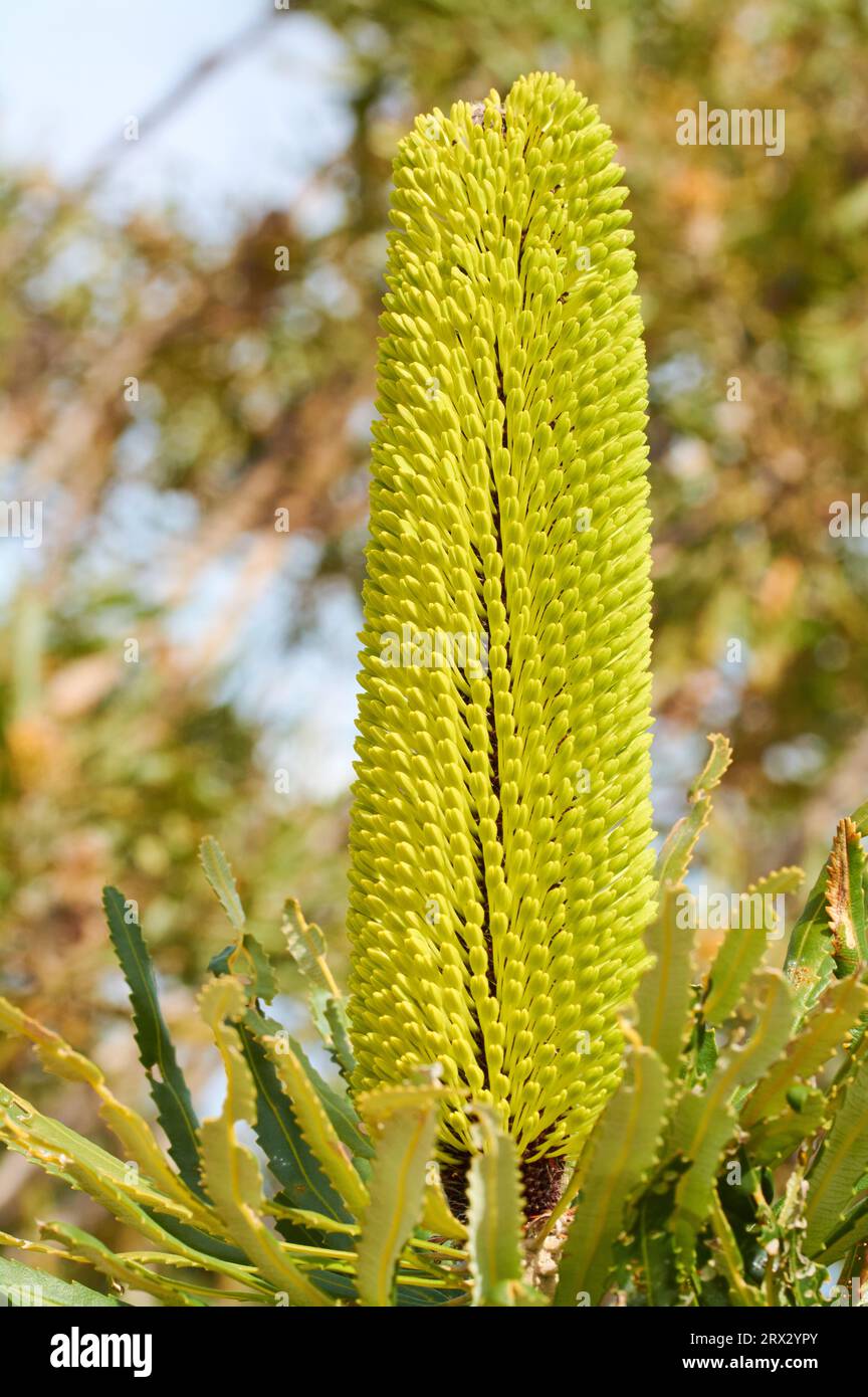Candlestick Banksia, Banksia attenuata, a slender banksia species endemic to the south-west region of Western Australia. Stock Photo