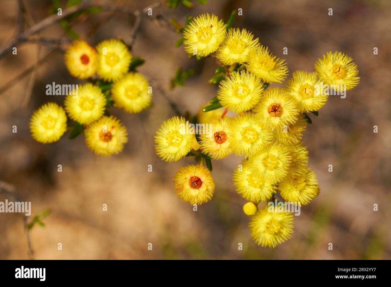 Yellow Featherflower, Verticordia chrysantha, growing at Christmas Rock, Wongan Hills, Western Australia Stock Photo