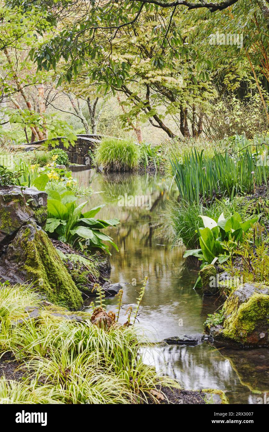 A shady plant-lined stream runs through the heart of the garden, RHS ...