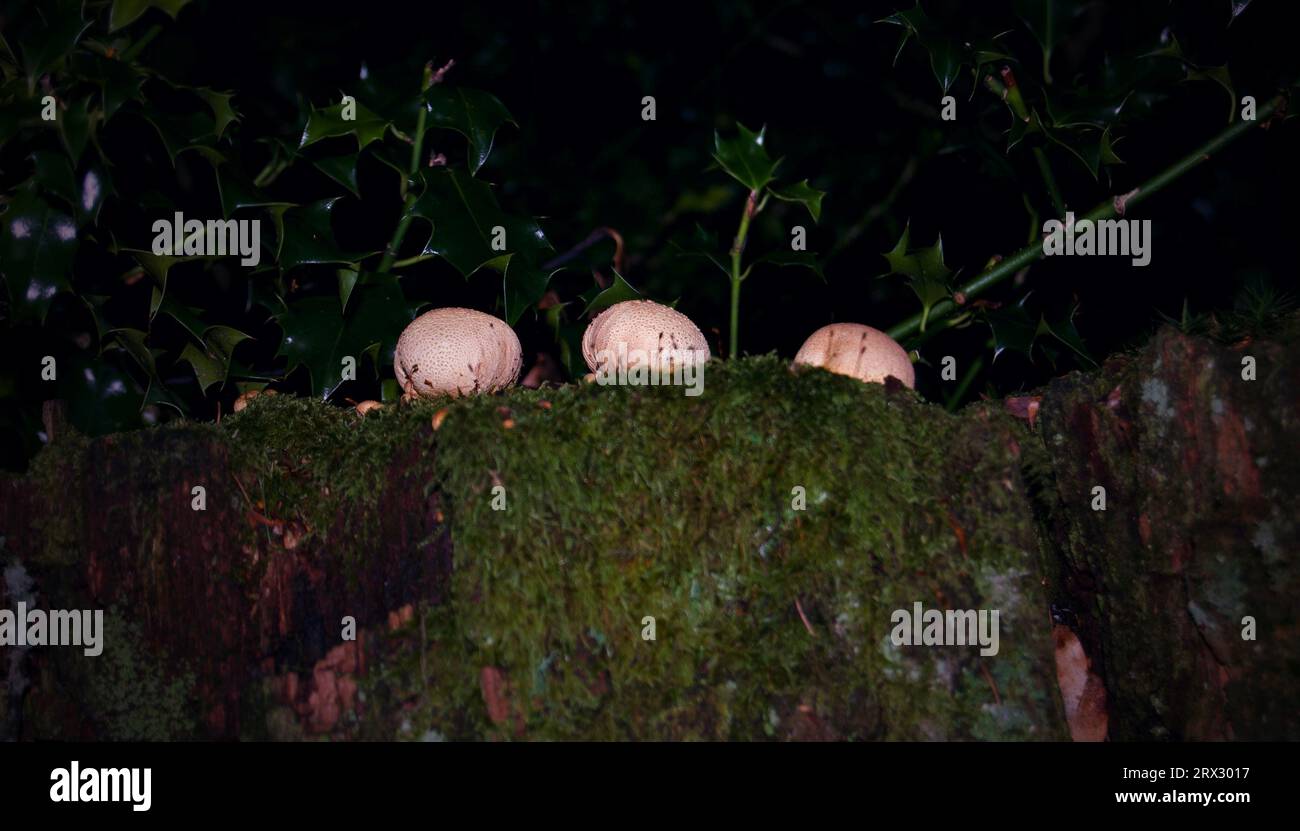 Three Earth Ball mushrooms on a tree stump. Stock Photo