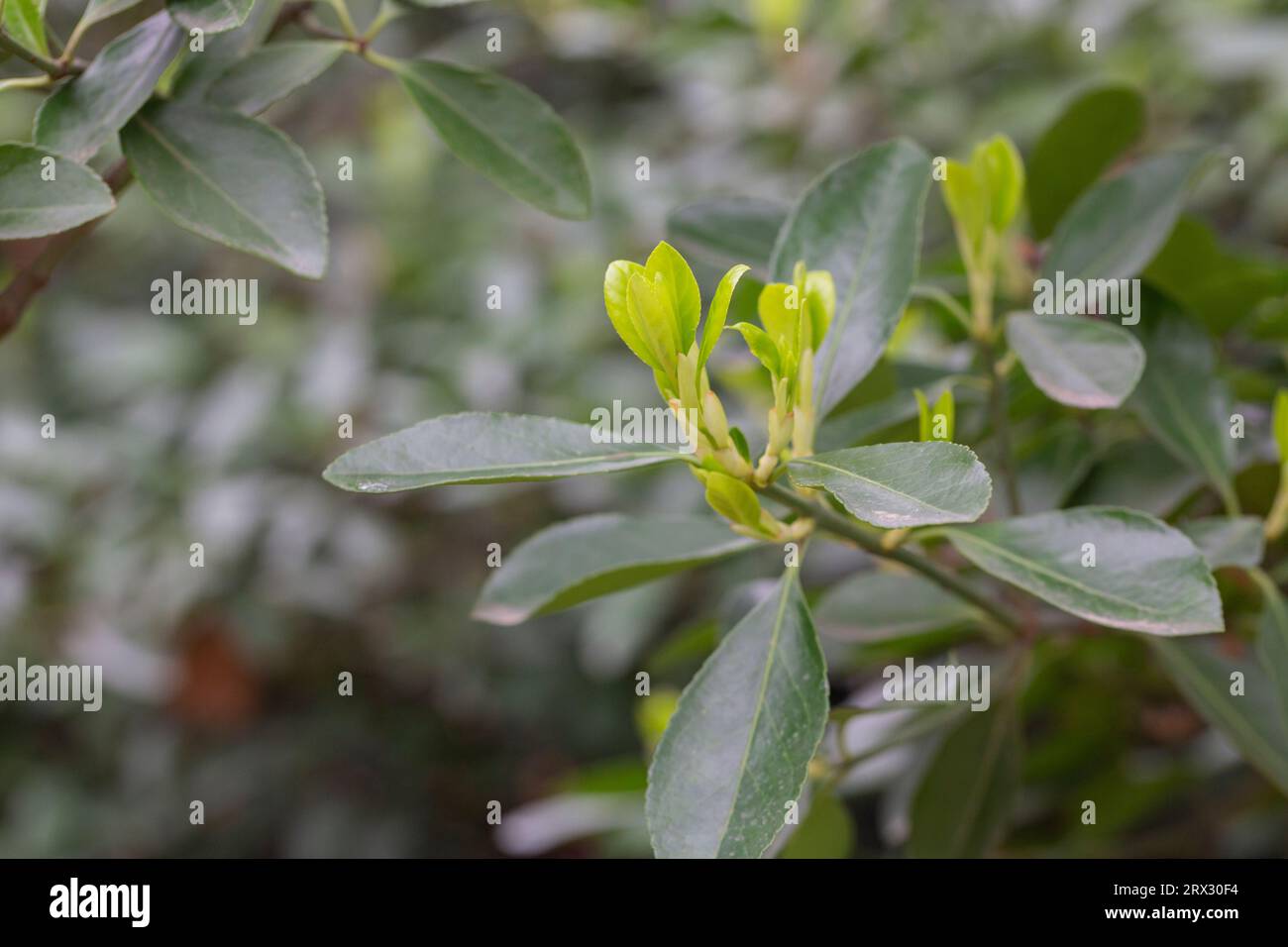 euonymus japonicus or japanese euonymus green shrub plant background in spring, fresh young leaves selective focus Stock Photo