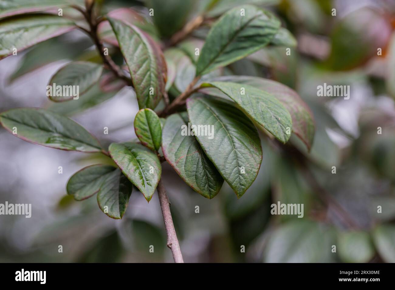 Purple-green leaves of Cotoneaster rugosus close-up on a branch in the garden, selective focus. Stock Photo