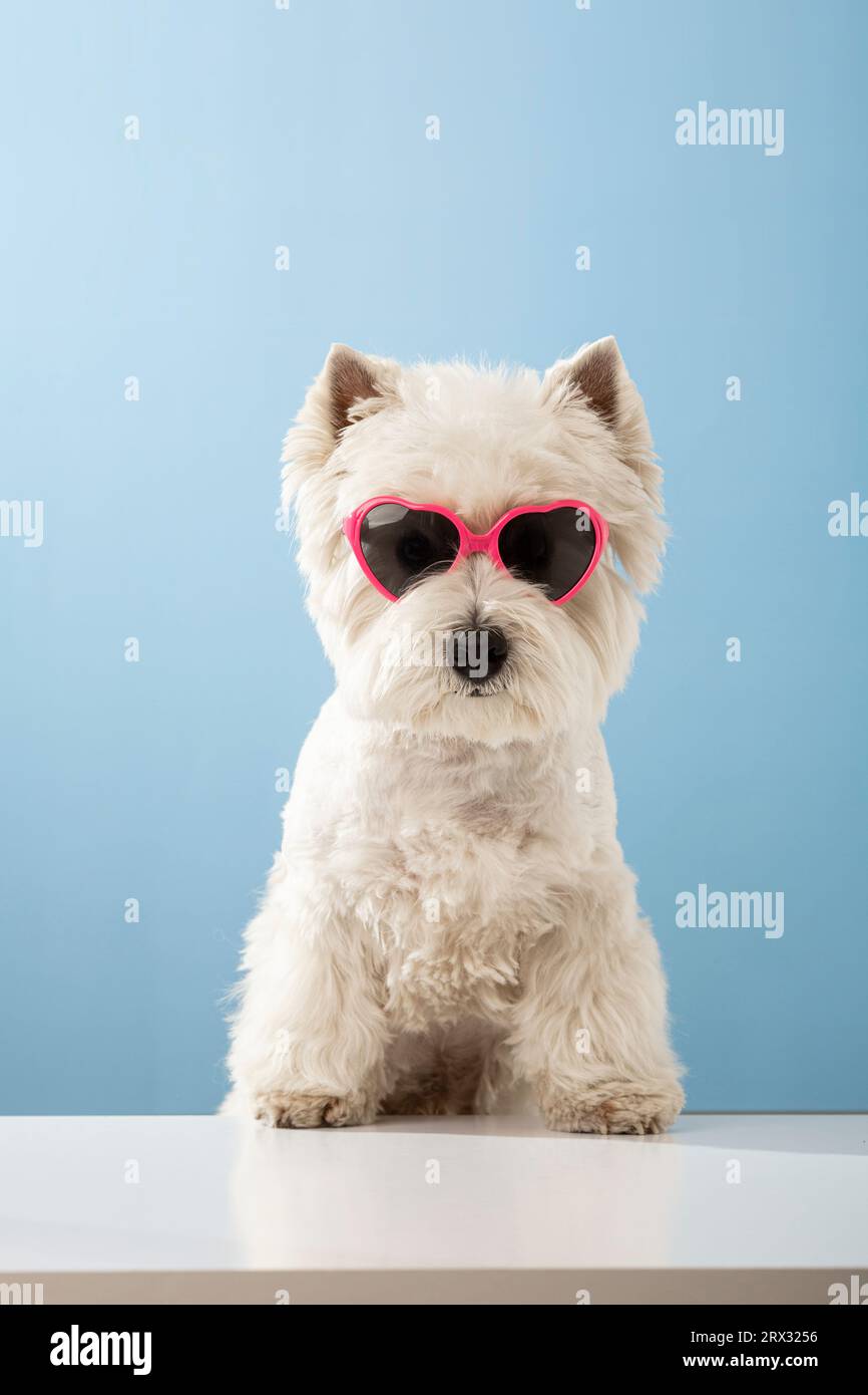 White dog west highland white terrier, wearing glasses with hearts on a colored background. High quality photo Stock Photo