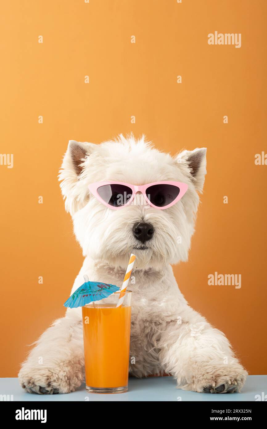 White dog west highland white terrier, drinking juice on summer vacation. High quality photo Stock Photo
