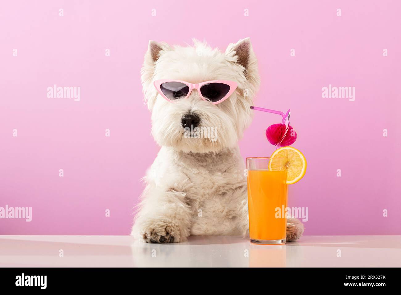 White dog west highland white terrier, drinking juice on summer vacation. High quality photo Stock Photo