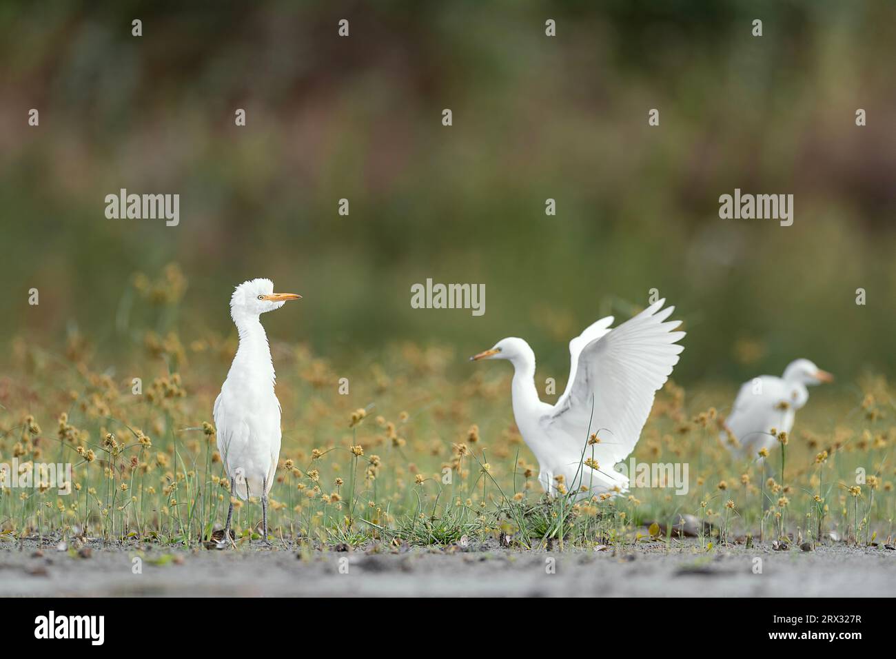 Flock of cattle egrets in the flowering meadow (Bubulcus ibis) Stock Photo