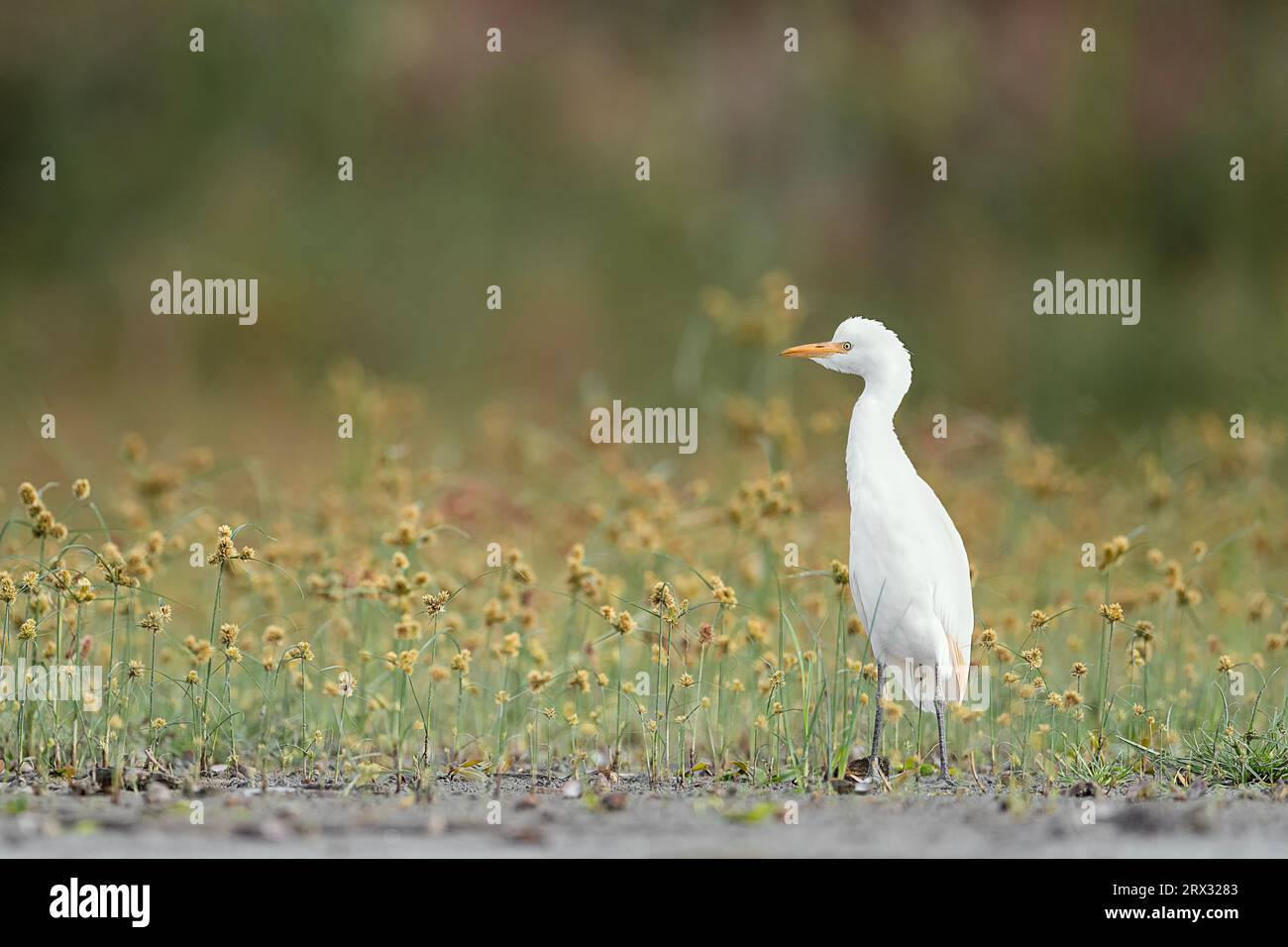 The Cattle egret wrapped by flowers (Bubulcus ibis) Stock Photo