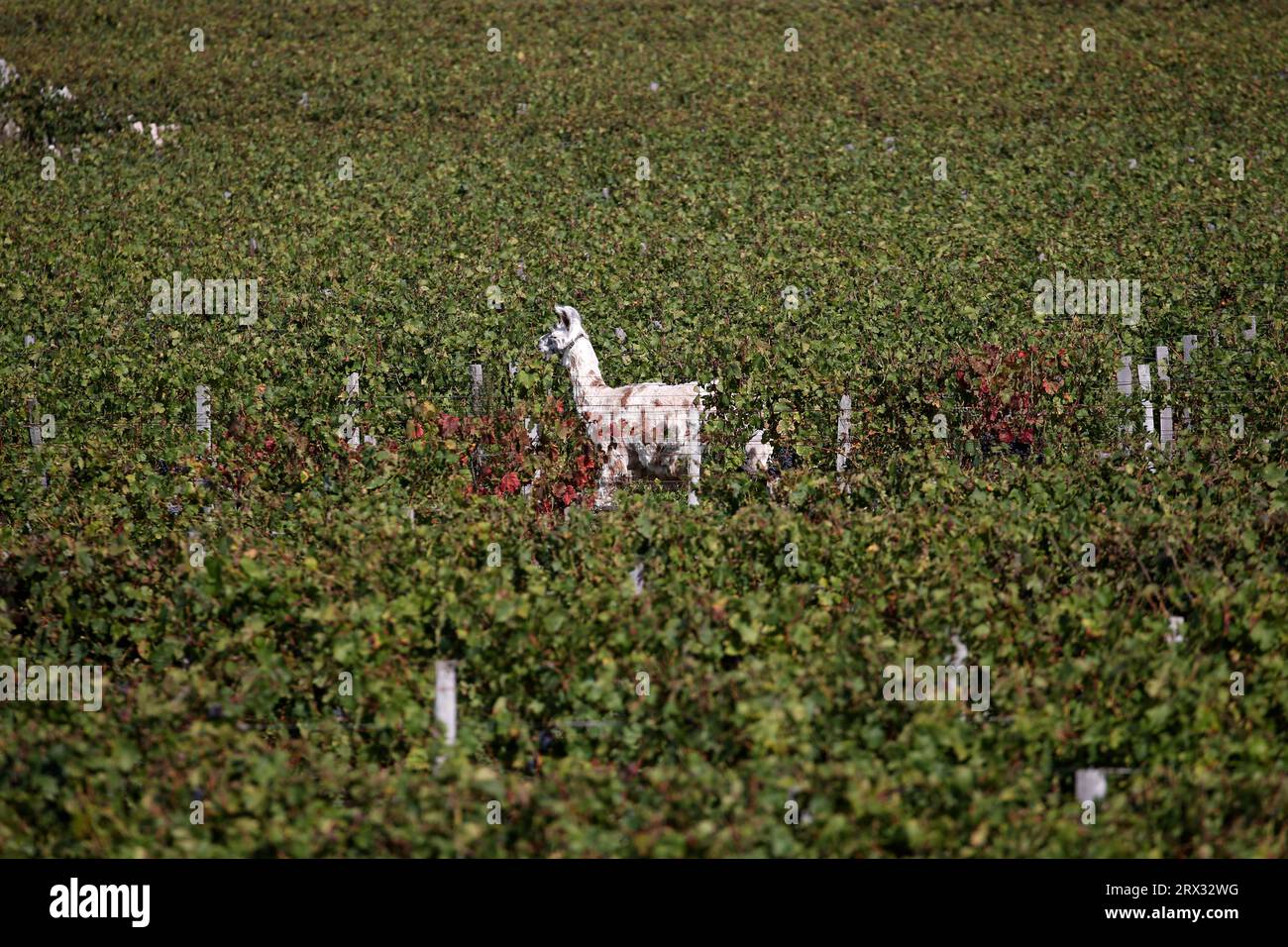 Bordeaux, France. 22nd Sep, 2023. A llama named Lee strolls in the vineyards at the Chateau Smith Haut Lafitte, a Grand Cru classé de Graves, Friday, Septembre 22, 2023 in Martillac, outside Bordeaux, southwestern France. Photo by Bob Edme/Pool/ABACAPRESS.COM Credit: Abaca Press/Alamy Live News Stock Photo