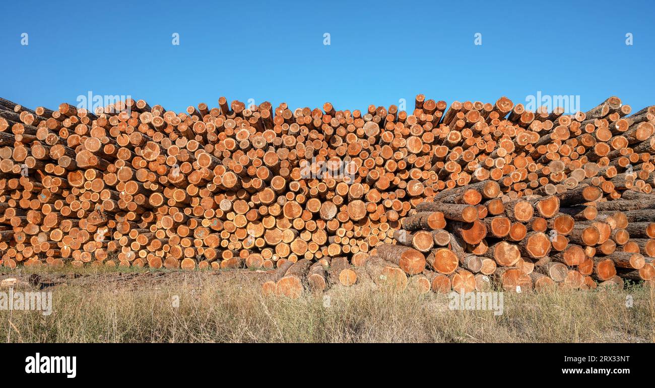 A stack of logs at a lumber mill in the town of Radium, British Columbia, Canada Stock Photo