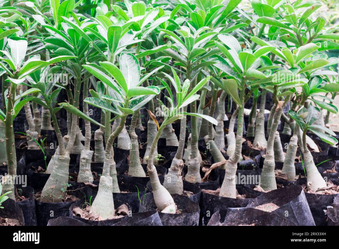 Adenium Obesum Known as Desert Rose growing up in a nursery Stock Photo