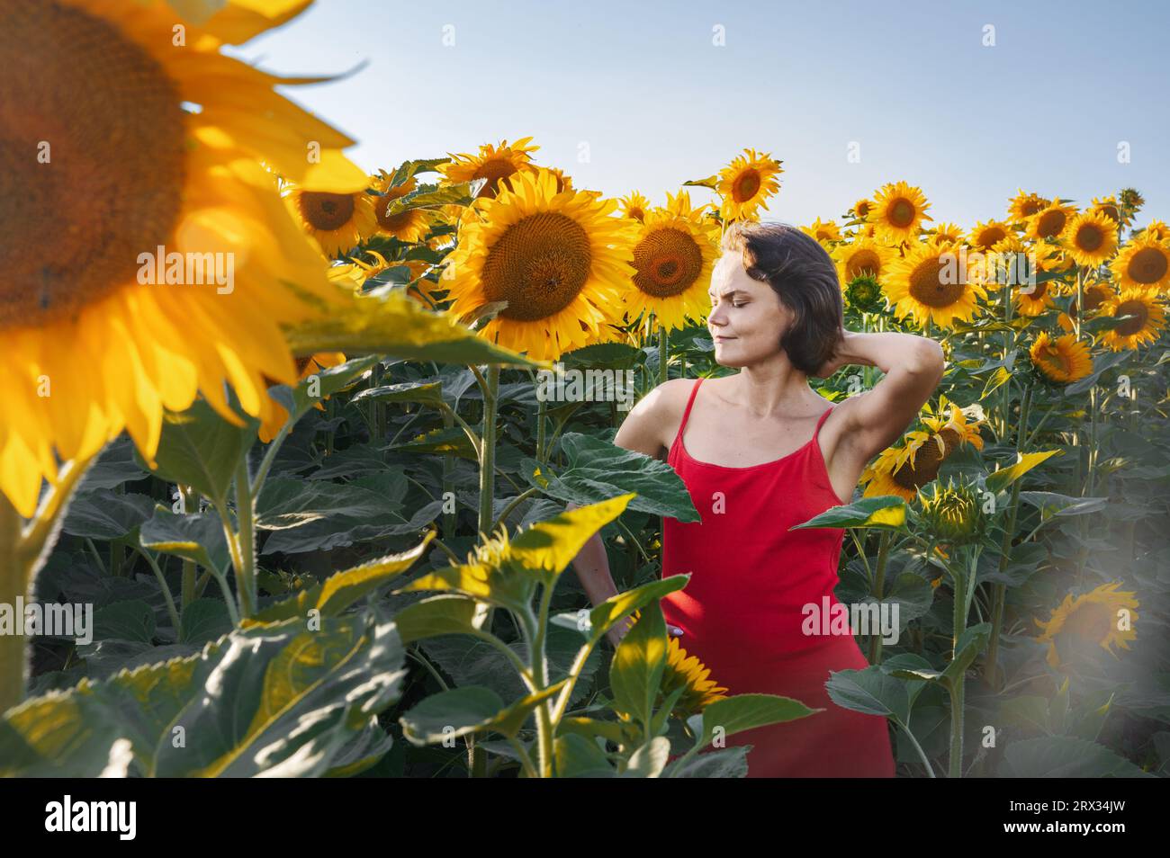 Beautiful young woman with sunflowers enjoying nature and laughing on summer sunflower field. Woman holding sunflowers. Sunflare, sunbeams, glow sun, Stock Photo