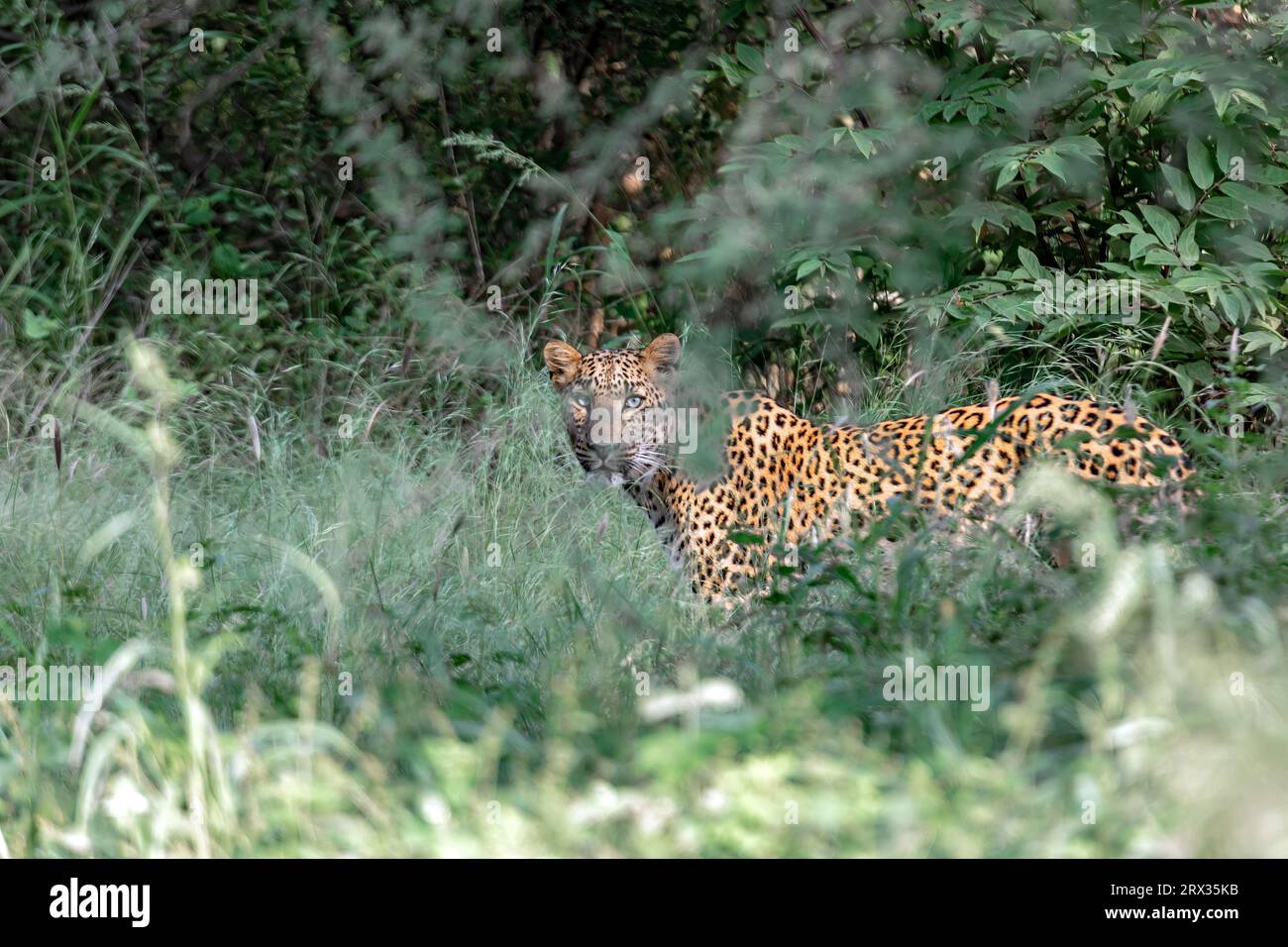 Spotted you - Leopard at Jhalana Leopard Reserve Stock Photo