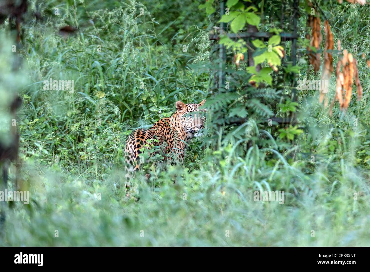Spotted you - Leopard at Jhalana Leopard Reserve, Stock Photo