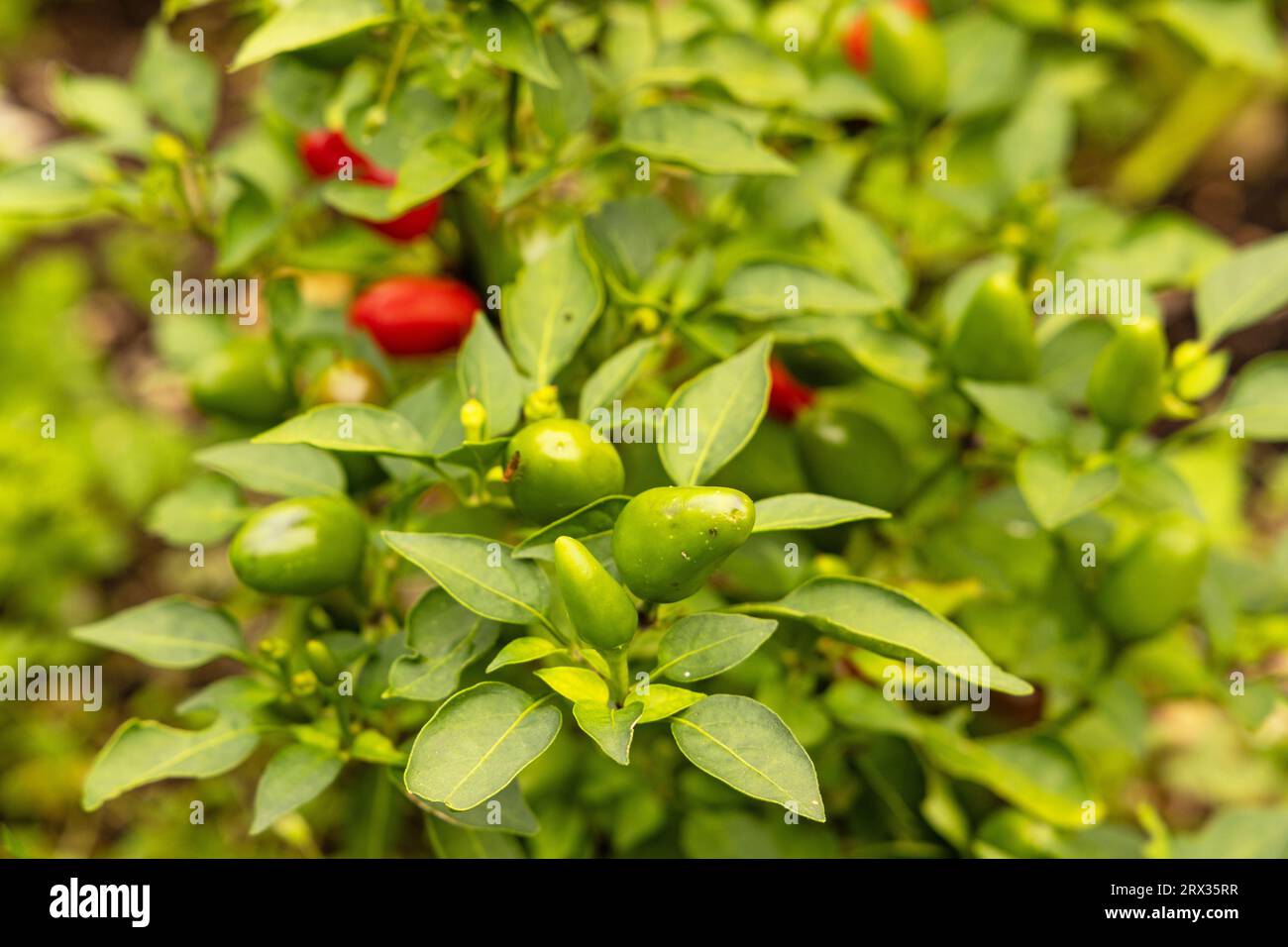 pimento plants in a raised bed in a urban garden Stock Photo
