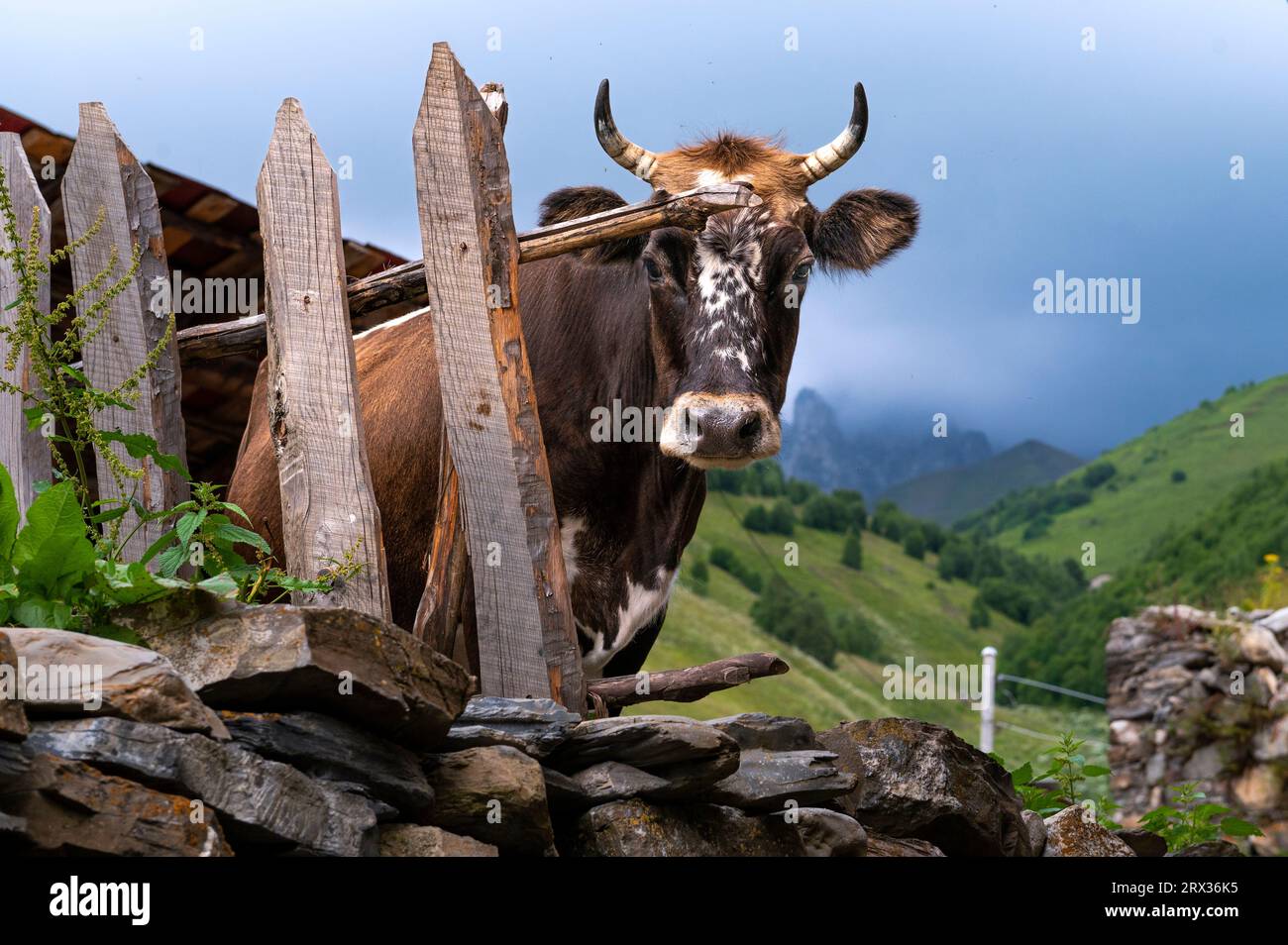 A local cow in a remote village nestled into the Caucasus mountains, Svaneti, Georgia, Central Asia, Asia Stock Photo