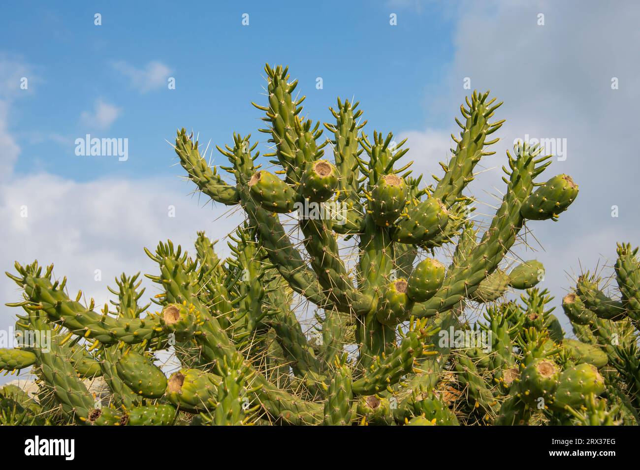 Spikey wild cactus against a blue sky background Stock Photo