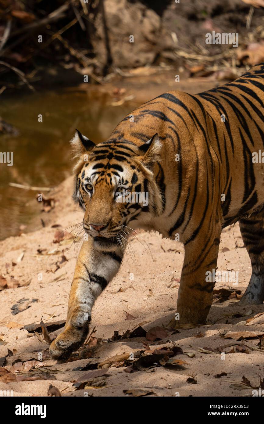 Bengal tiger (Panthera Tigris), Bandhavgarh National Park, Madhya Pradesh, India, Asia Stock Photo