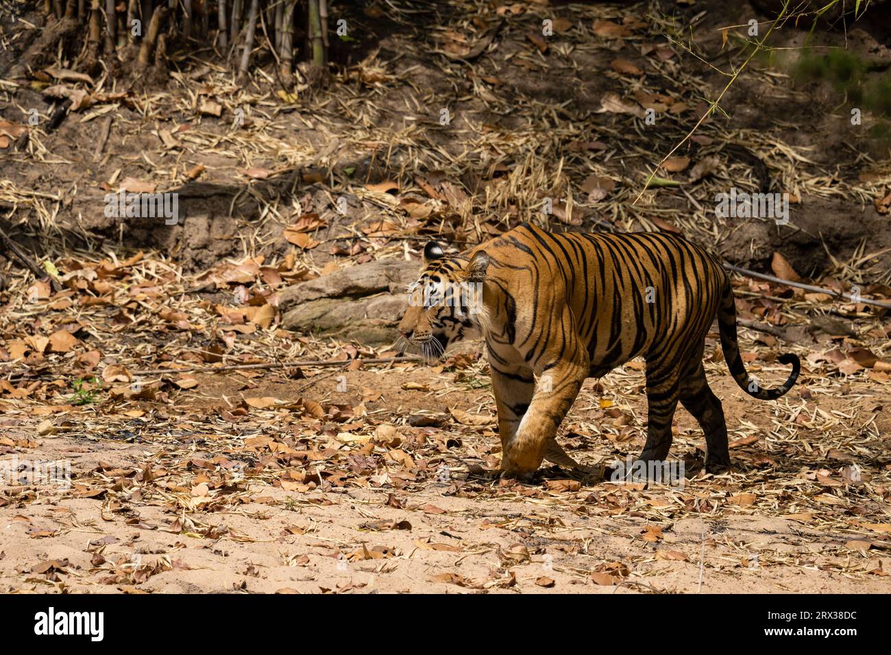 Bengal tiger (Panthera Tigris), Bandhavgarh National Park, Madhya Pradesh, India, Asia Stock Photo